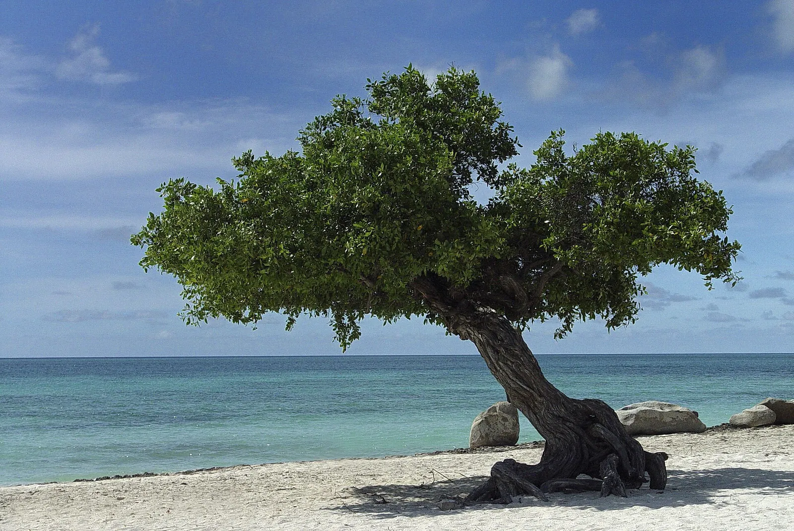 Eagle Beach, Aruba