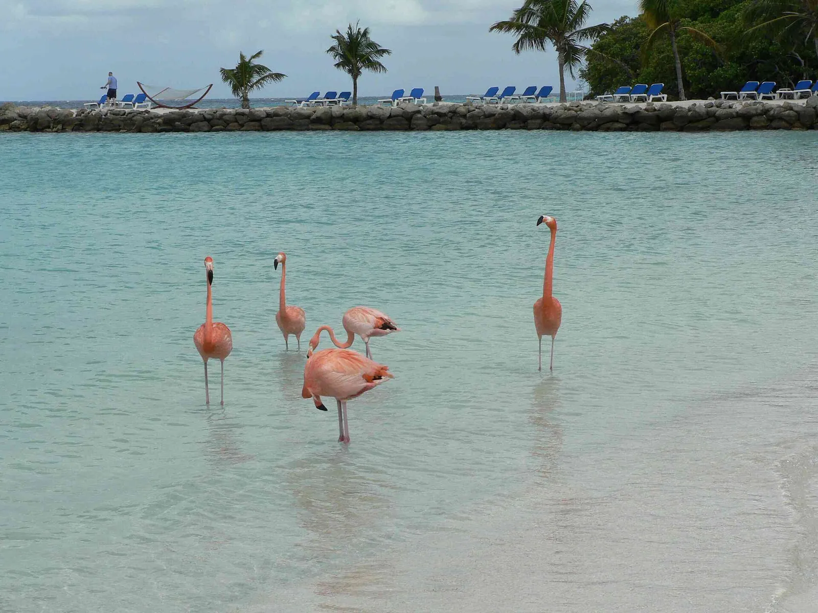 Flamingo Beach, Aruba