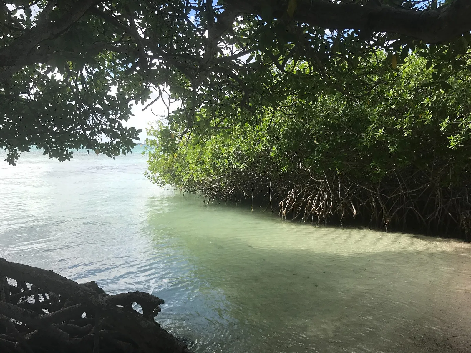 Mangel Halto, Aruba